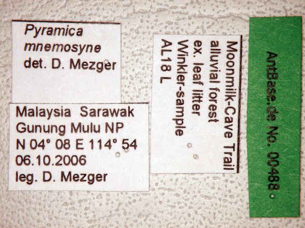 Pyramica mnemosyne Bolton, 2000 Label