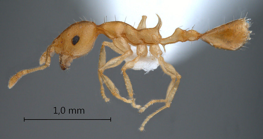 Recurvidris browni Bolton,1992 lateral