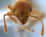 Rhoptromyrmex wroughtonii Forel,1902 frontal