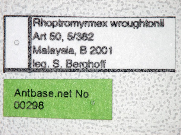 Rhoptromyrmex wroughtonii Forel,1902 Label