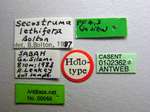Secostruma lethifera Bolton, 1988 Label