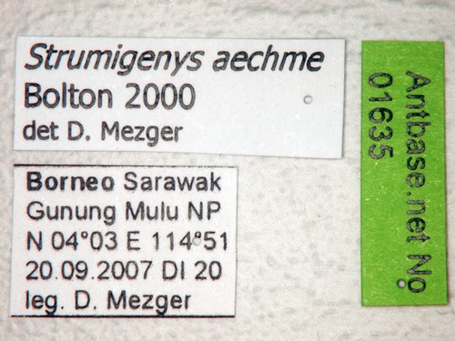 Strumigenys aechme Bolton,2000 Label