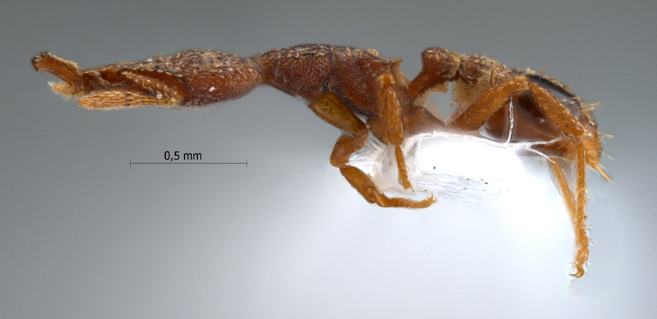 Strumigenys aechme Bolton,2000 lateral