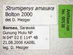 Strumigenys amasara Bolton, 2000 Label