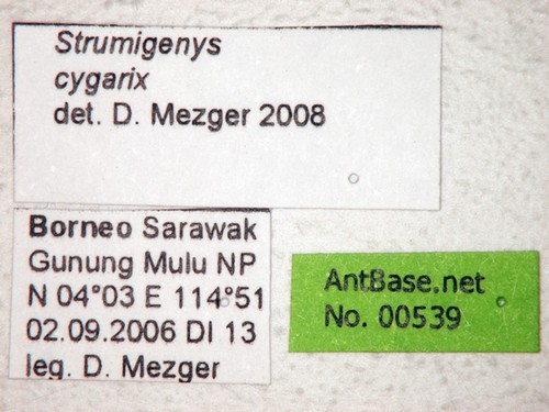Strumigenys cygarix Bolton, 2000 unbekannt