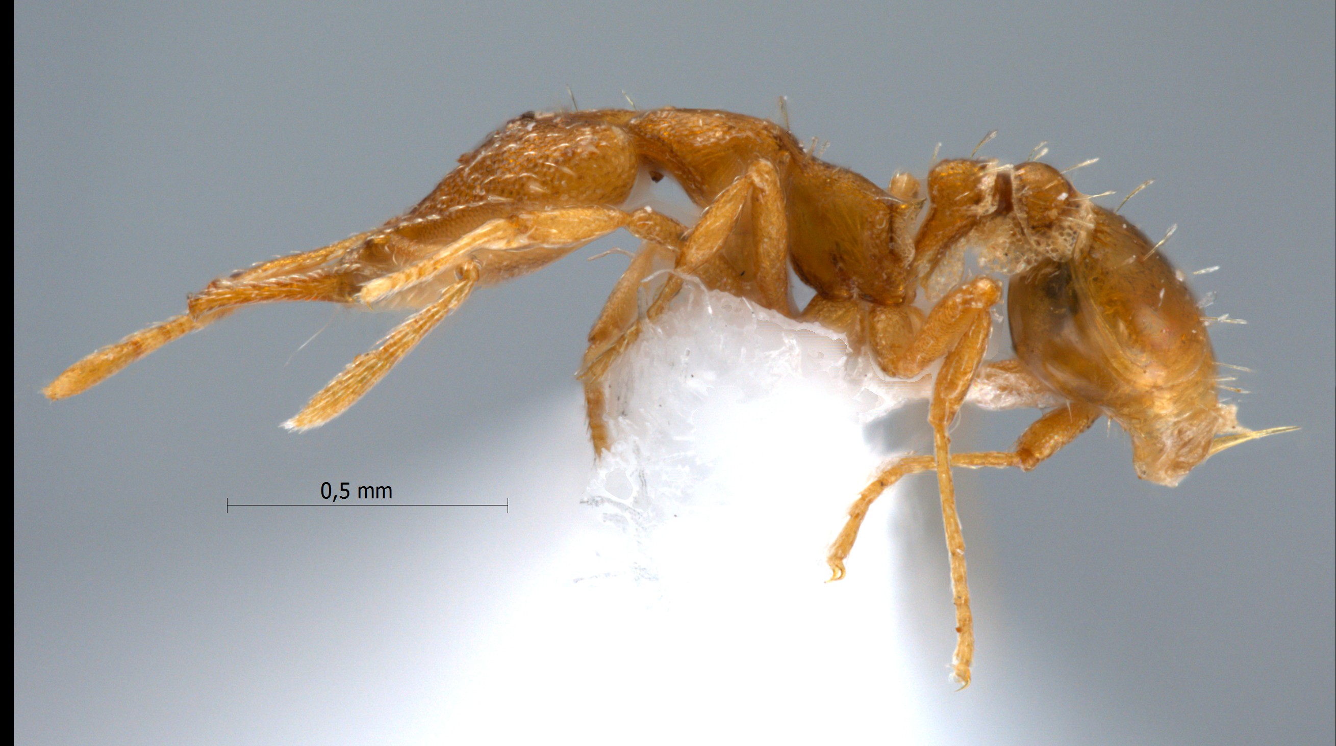 Strumigenys fuarda Bolton, 2000 lateral