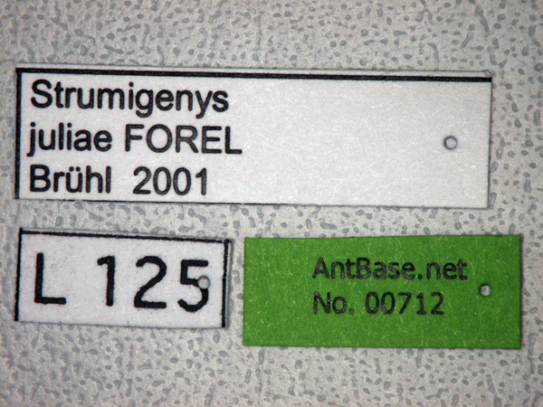 Strumigenys juliae Forel,1905 Label
