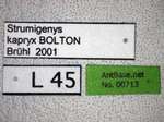Strumigenys kapryx Bolton,2000 Label