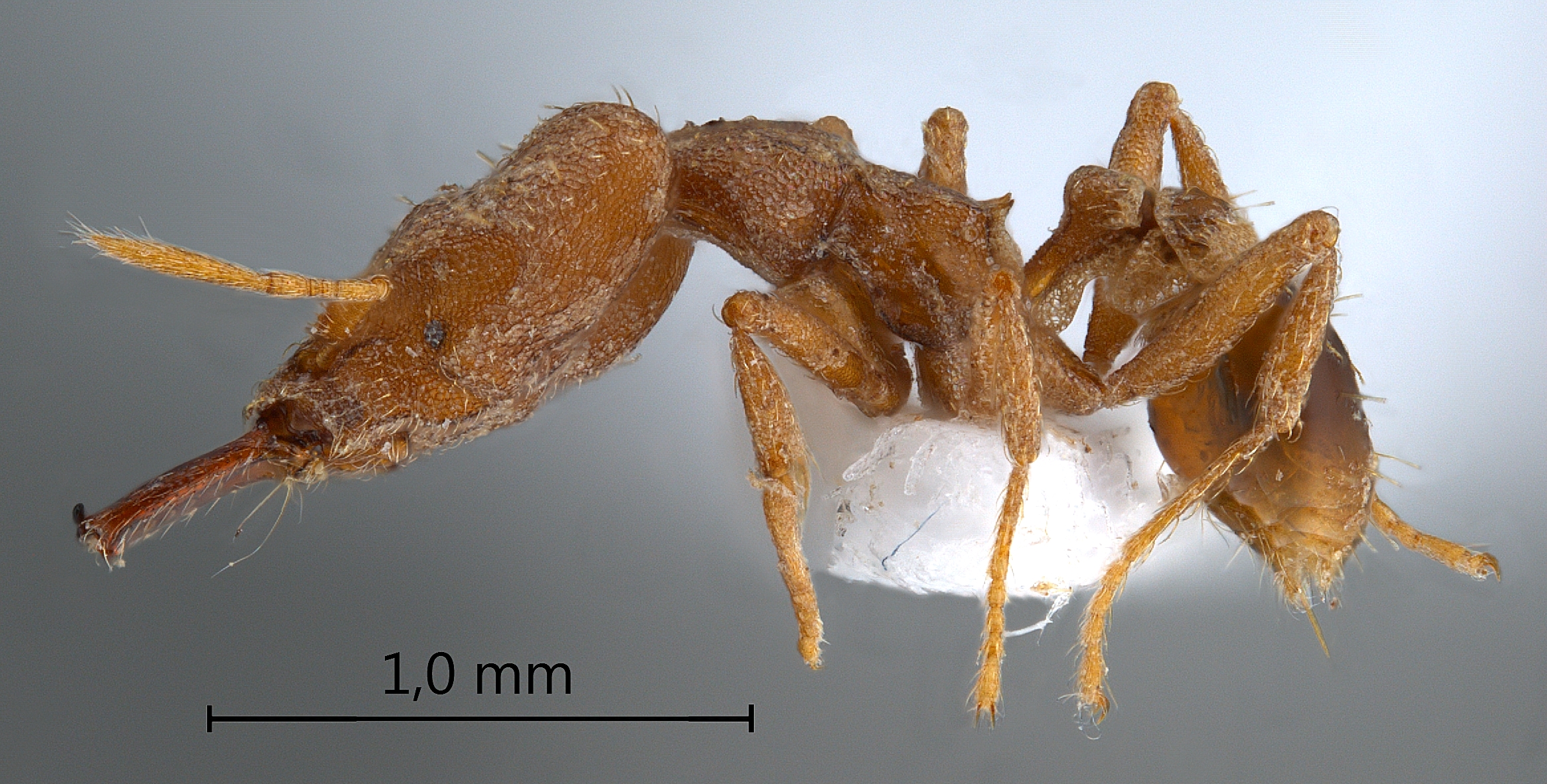 Strumigenys koningsbergeri Forel,1905 lateral