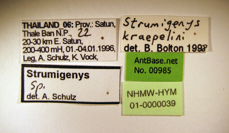 Strumigenys kraepelini Forel, 1905 Label