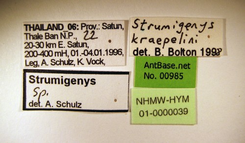 Strumigenys kraepelini Forel, 1905 Label