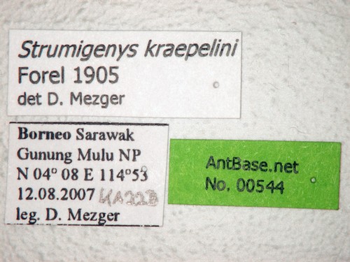 Strumigenys kraepelini Forel, 1905 Label