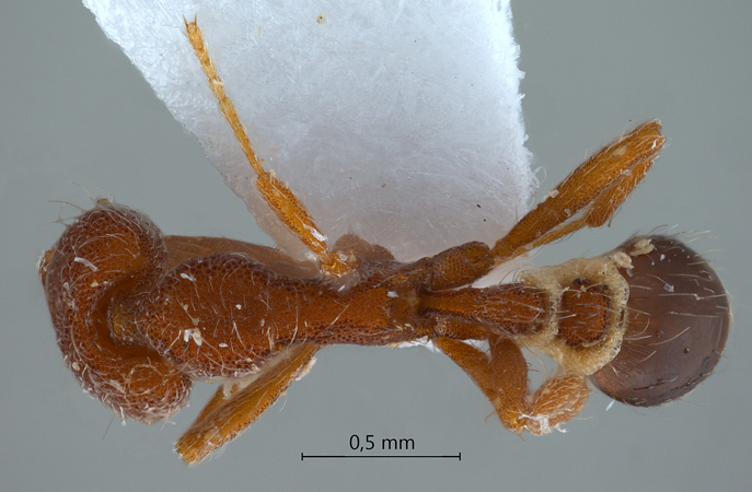 Strumigenys lebratyx Bolton,2000 dorsal
