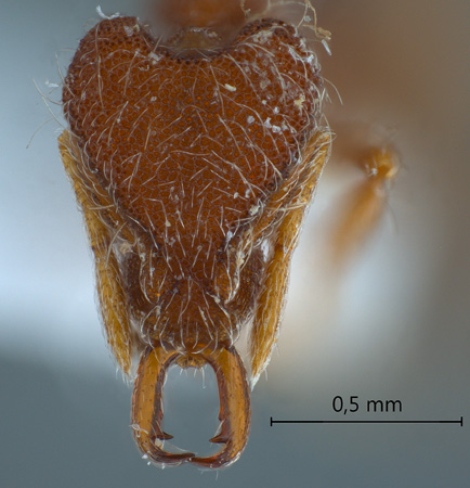 Strumigenys lebratyx Bolton,2000 frontal