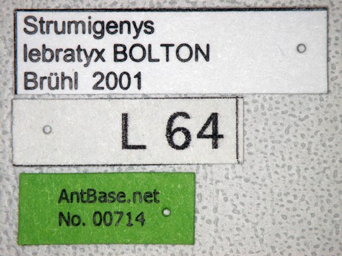 Strumigenys lebratyx Bolton,2000 Label