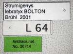 Strumigenys lebratyx Bolton,2000 Label