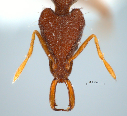 Strumigenys macerina Bolton, 2000 frontal