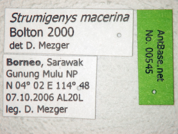 Strumigenys macerina Bolton, 2000 Label