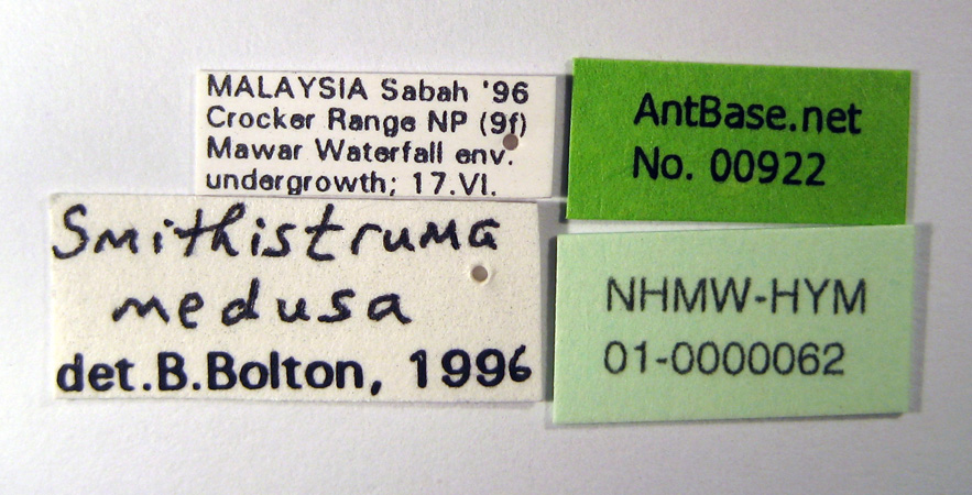 Strumigenys medusa Bolton, 2000 Label