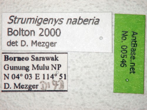 Strumigenys naberia Bolton, 2000 Label