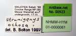 Strumigenys ochosa Bolton, 2000 Label