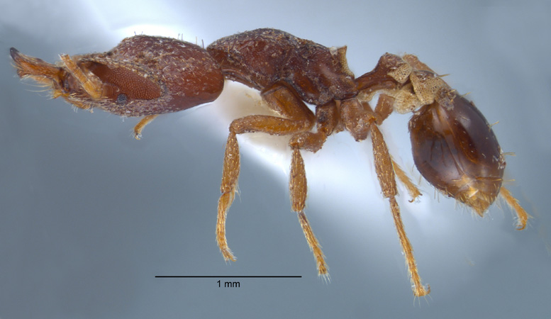 Strumigenys ochosa Bolton, 2000 lateral