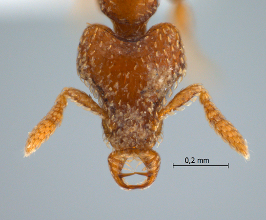 Strumigenys prosopis Bolton, 2000 frontal