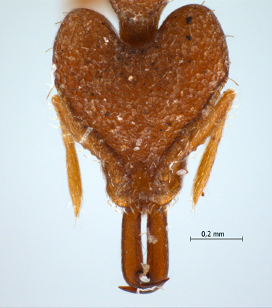 Strumigenys seynoka Bolton, 2000 frontal