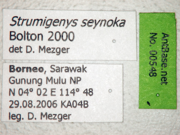 Strumigenys seynoka Bolton, 2000 Label
