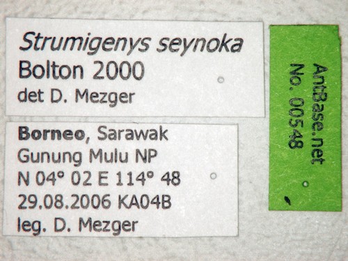 Strumigenys seynoka Bolton, 2000 Label