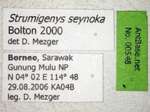 Strumigenys seynoka Bolton, 2000 Label