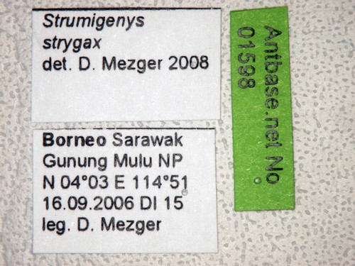 Strumigenys strygax Bolton,2000 Label