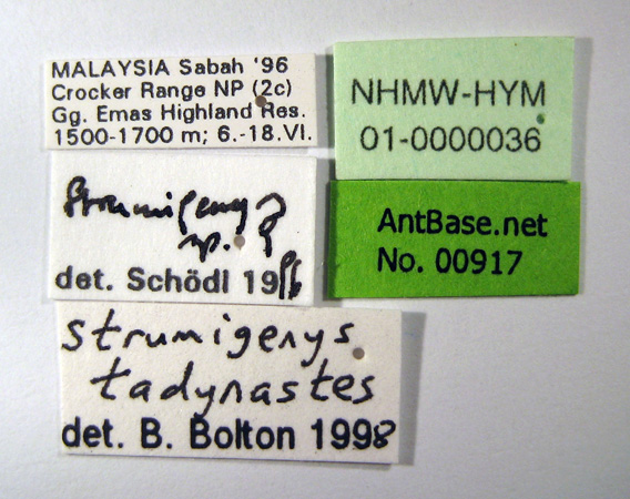 Strumigenys tadynastes Bolton, 2000 Label