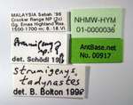 Strumigenys tadynastes Bolton, 2000 Label