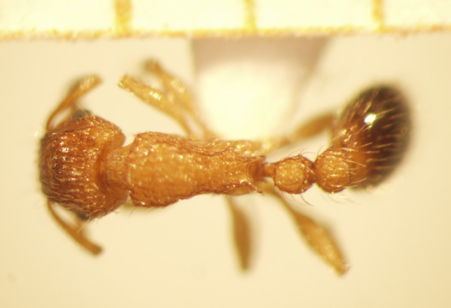 Tetramorium bicarinatum Nylander,1846 dorsal