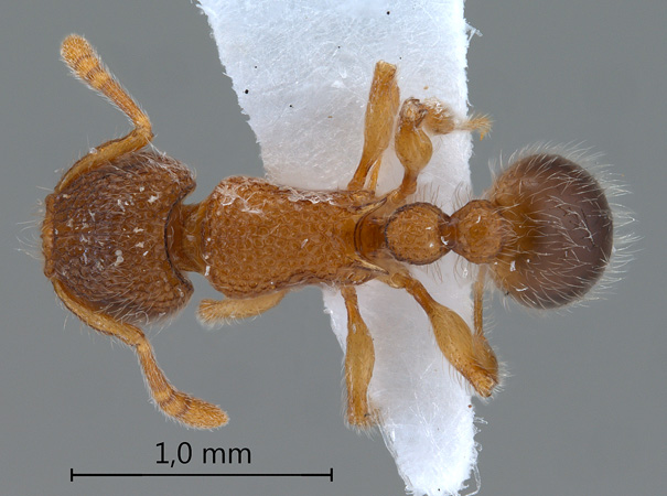 Tetramorium lanuginosum Mayr,1870 dorsal