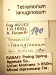 Tetramorium lanuginosum Mayr,1870 Label