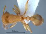 Tetramorium laparum Bolton,1977 dorsal