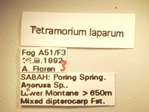Tetramorium laparum Bolton,1977 Label