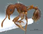 Tetramorium noratum Bolton,1977 lateral