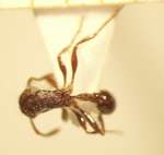 Tetramorium noratum Bolton,1977 dorsal