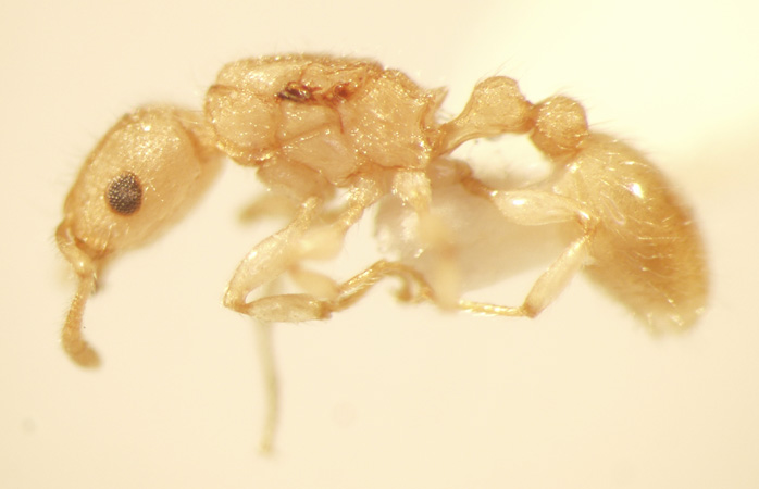 Tetramorium obtusidens Viehmeyer,1916 lateral