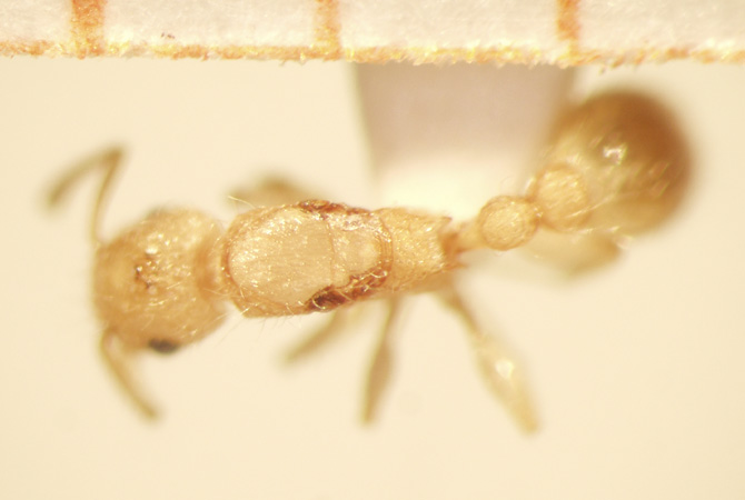 Tetramorium obtusidens Viehmeyer,1916 dorsal