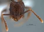 Tetramorium pacificum Mayr,1870 frontal