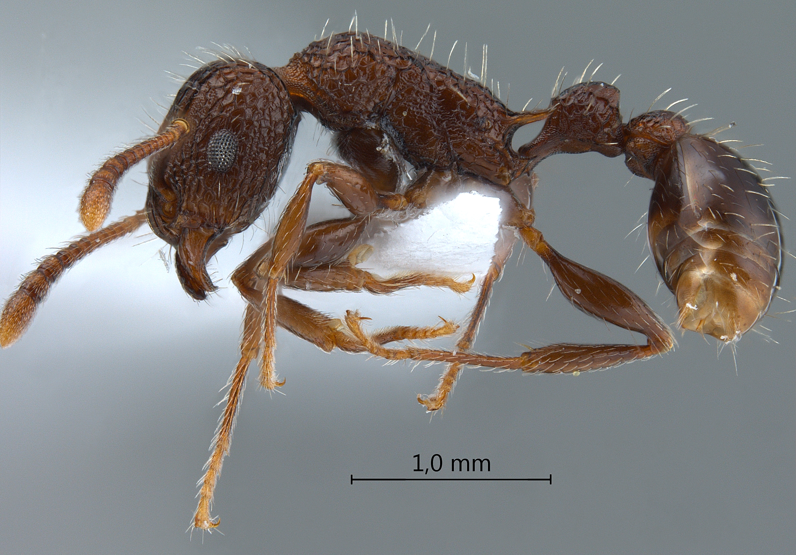 Tetramorium pacificum Mayr,1870 lateral