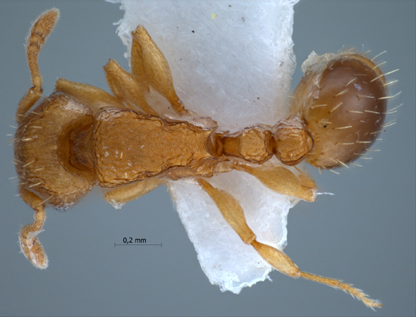 Tetramorium simillimum Smith, 1851 dorsal