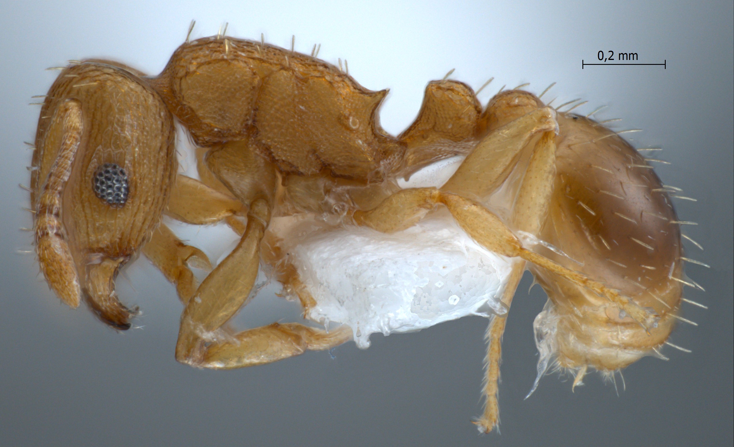 Tetramorium simillimum Smith, 1851 lateral