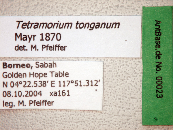 Tetramorium tonganum Mayr, 1870 Label