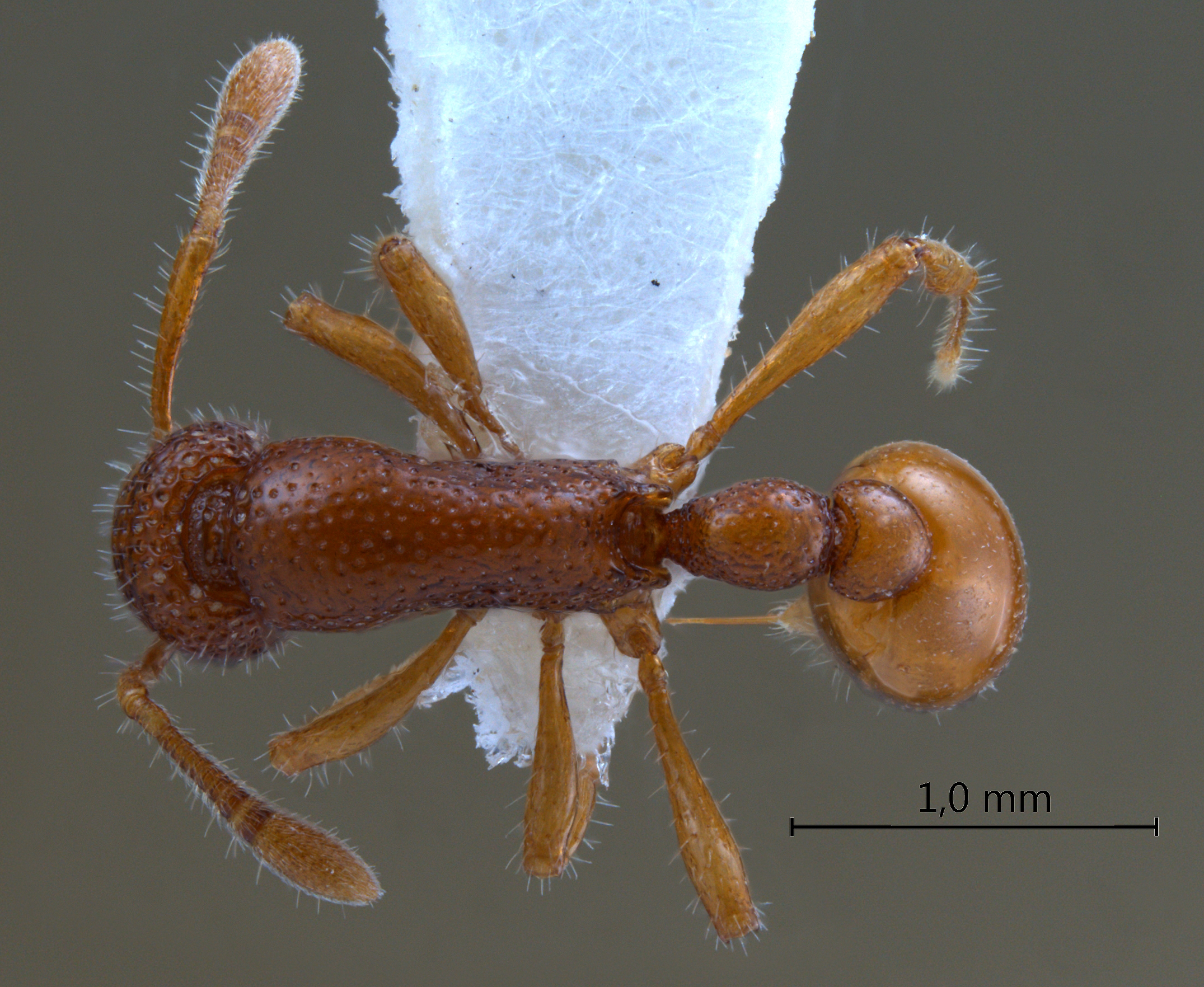 Tyrannomyrmex rex Fernández, 2003 dorsal