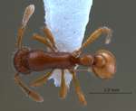 Tyrannomyrmex rex Fernández, 2003 dorsal